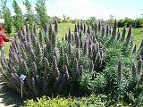 Echium bush